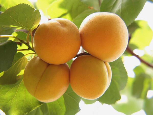 大同阳光农业实业