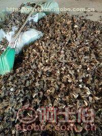 亳州谯城区富家中药材种植合作社 东比赤芍苗供应信息与种植前景全解析